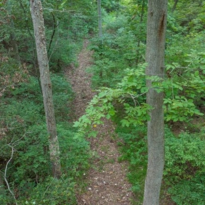 Hunting Property / Cattle Ranch Land For Sale In Oklahoma - image 25