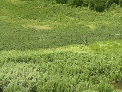 Snowy Mountain Acreage - image 20