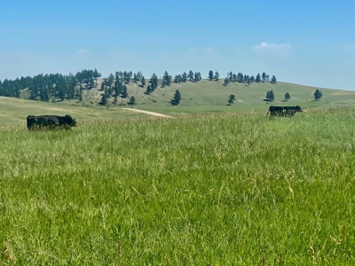 Snowy Mountain Acreage - image 7