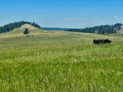 Snowy Mountain Acreage - image 9