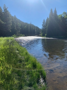 Gold Medal Fly Fishing On Private River Frontage!! - image 43