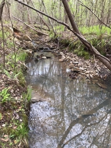 20 Year Old Planted Pines In Southern VA - image 3