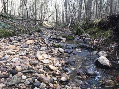 20 Year Old Planted Pines In Southern VA - image 4