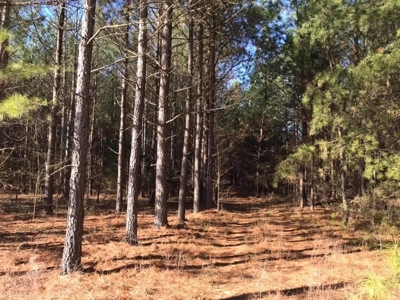 20 Year Old Planted Pines In Southern VA - image 5