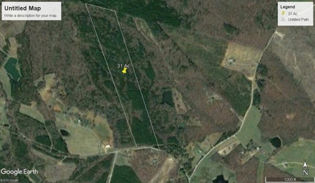 20 Year Old Planted Pines In Southern VA - image 2