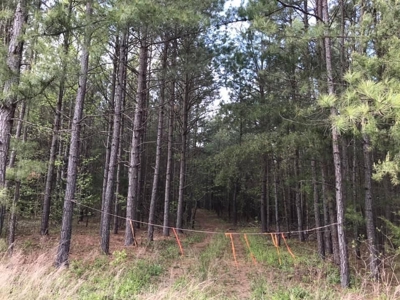 20 Year Old Planted Pines In Southern VA - image 1