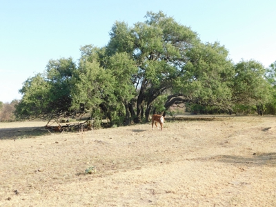 Beautiful Hunting Ranch for Sale - image 2