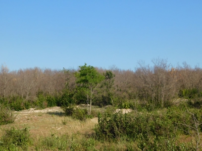 Beautiful Hunting Ranch for Sale - image 5
