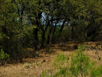 Beautiful Hunting Ranch for Sale - image 21