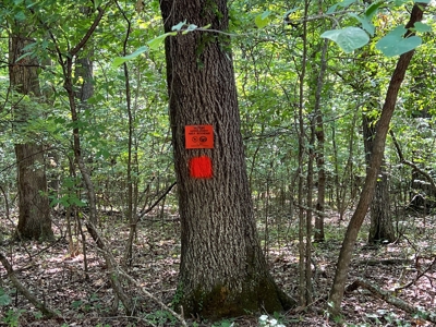 Hunting/Fishing Camp For Sale across from Hurricane Lake WMA - image 10