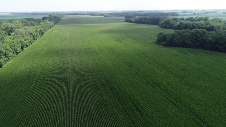 205+/- Acres, 3.5% Return on Investment, Quality Row Crop - image 3
