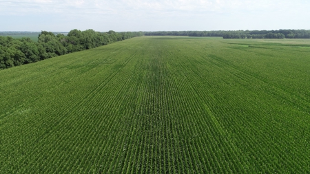 205+/- Acres, 3.5% Return on Investment, Quality Row Crop - image 11