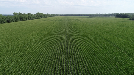 205+/- Acres, 3.5% Return on Investment, Quality Row Crop - image 1