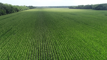 205+/- Acres, 3.5% Return on Investment, Quality Row Crop - image 4