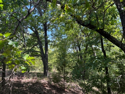 Hunting/Recreational Property With Creeks and Food Plots - image 4