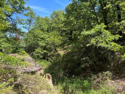 Hunting/Recreational Property With Creeks and Food Plots - image 3