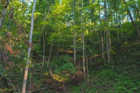 East Tennessee Land for Sale Hawkins County - image 23