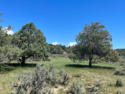 Incredible Elk Hunting Ranch In Chama Valley For Sale - image 21