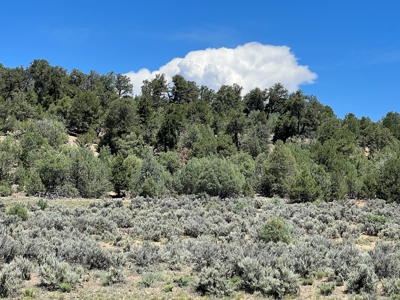 Incredible Elk Hunting Ranch In Chama Valley For Sale - image 27