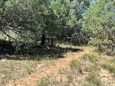 Incredible Elk Hunting Ranch In Chama Valley For Sale - image 30