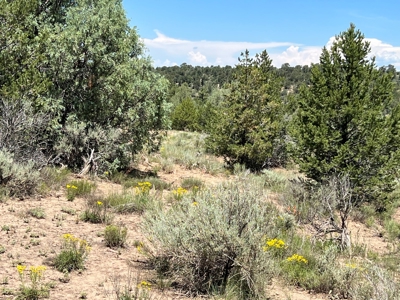 Incredible Elk Hunting Ranch In Chama Valley For Sale - image 19