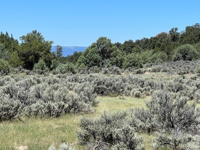 Incredible Elk Hunting Ranch In Chama Valley For Sale - image 17