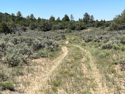 Incredible Elk Hunting Ranch In Chama Valley For Sale - image 15
