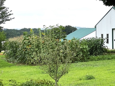 Farm For Sale, Two Living Spaces, in Munfordville, KY. 42765 - image 46
