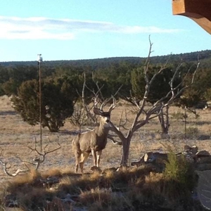 Corona, New Mexico country home on 98.35 acres bordering CNF - image 50
