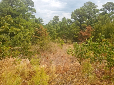 5 Acres M/L For Sale In Kiamichi Wilderness Moyers Oklahoma - image 7