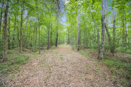 Deer Creek 532 Acres Land for Sale Jefferson County MS - image 6