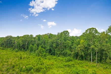Deer Creek 532 Acres Land for Sale Jefferson County MS - image 14