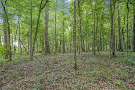 Deer Creek 532 Acres Land for Sale Jefferson County MS - image 2