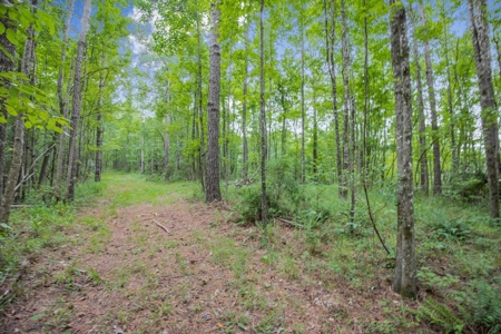 Deer Creek 532 Acres Land for Sale Jefferson County MS - image 7