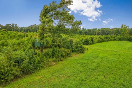 Deer Creek 532 Acres Land for Sale Jefferson County MS - image 20