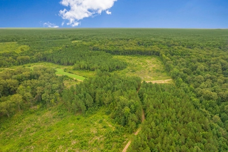 Deer Creek 532 Acres Land for Sale Jefferson County MS - image 17