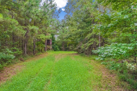 Deer Creek 532 Acres Land for Sale Jefferson County MS - image 9