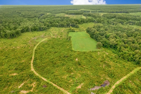 Deer Creek 532 Acres Land for Sale Jefferson County MS - image 19