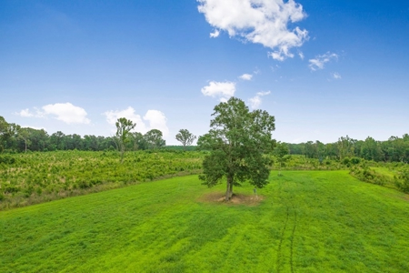 Deer Creek 532 Acres Land for Sale Jefferson County MS - image 13