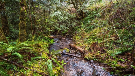 Secluded land with 5 Acres for Sale in Battle Ground, WA - image 15