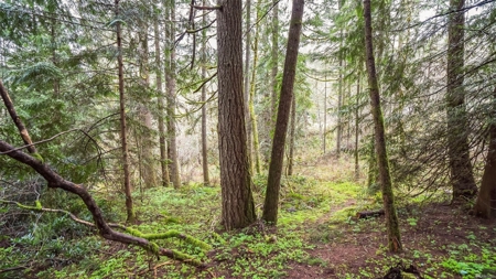 Secluded land with 5 Acres for Sale in Battle Ground, WA - image 12