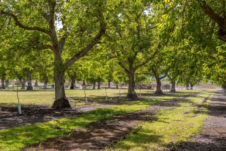 Northern CA turn-key Walnut Processing Facilities for Sale - image 31