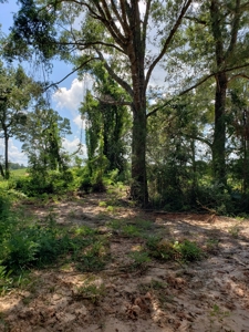Hunting Land In Ouachita Parish Louisiana For Sale - image 1