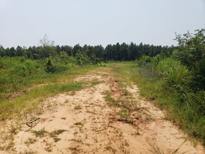 Hunting Land In Ouachita Parish Louisiana For Sale - image 2