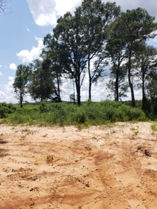 Hunting Land In Ouachita Parish Louisiana For Sale - image 3