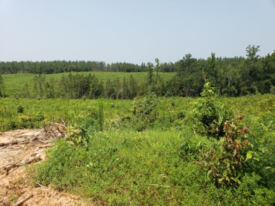 Hunting Land In Ouachita Parish Louisiana For Sale - image 1