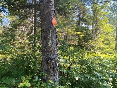 Maine Hunting Business & Timberland For Sale - image 28