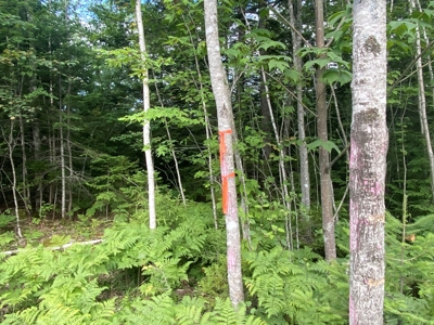 Maine Hunting Business & Timberland For Sale - image 18