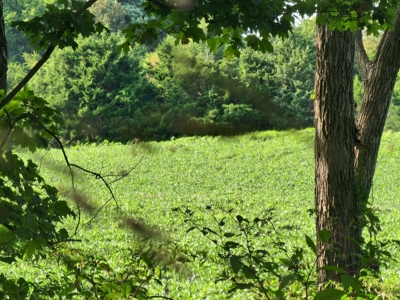 118.68 acres for sale bordering Franklin Ky Industrial Park. - image 22
