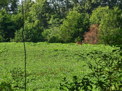 118.68 acres for sale bordering Franklin Ky Industrial Park. - image 21